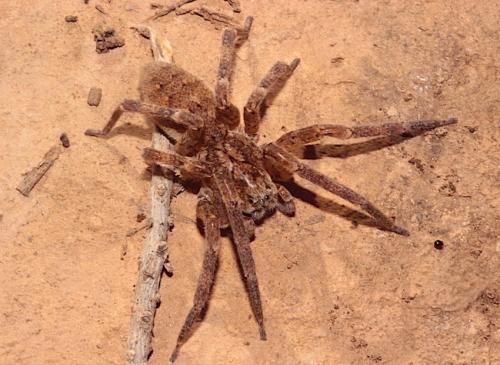 Zoropsis sp.